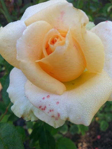 20141001_093919 - trandafirii mei