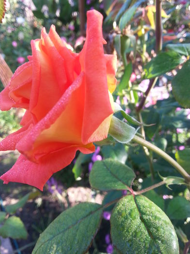 20141001_094011 - trandafirii mei