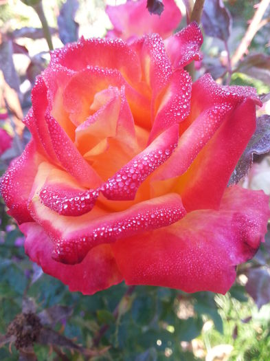 20141001_094049 - trandafirii mei