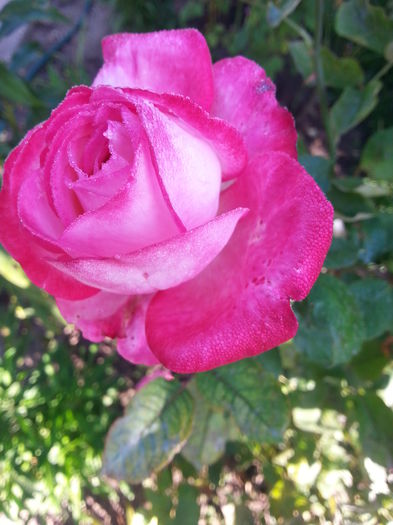 20141001_094102 - trandafirii mei