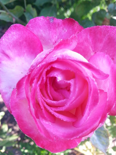 20141001_094110 - trandafirii mei