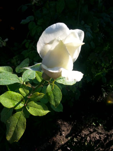 20141001_094122 - trandafirii mei