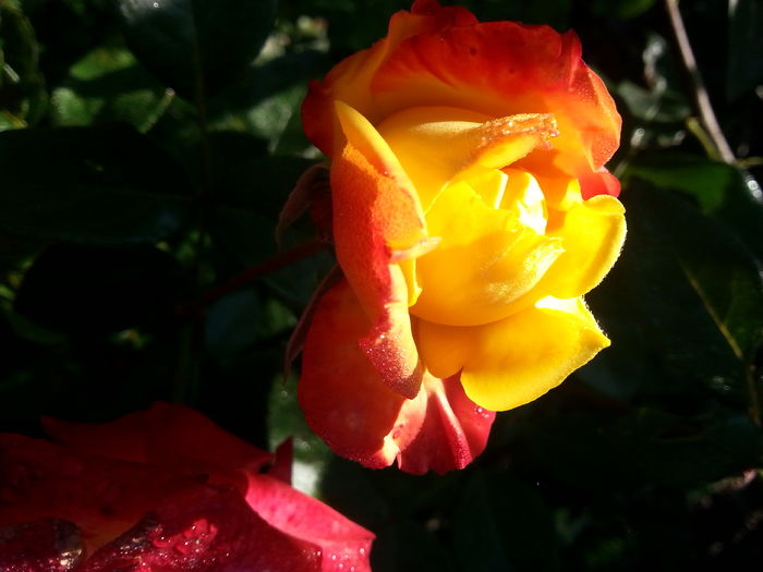 20141001_094210 - trandafirii mei
