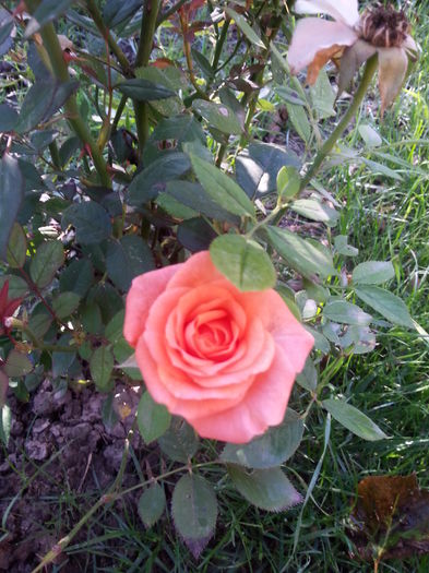 20141001_094251 - trandafirii mei