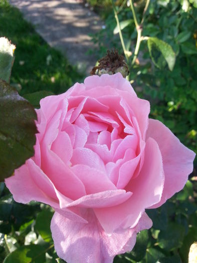 20141001_094424 - trandafirii mei