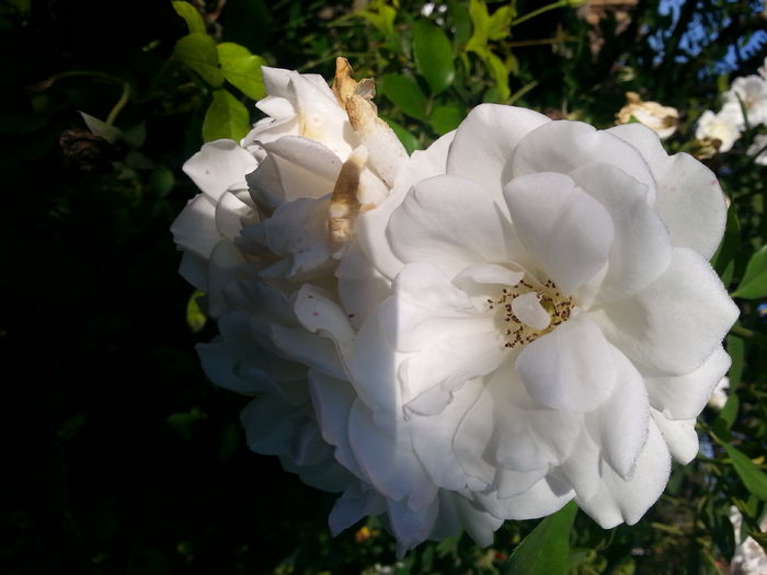 20141001_094510 - trandafirii mei