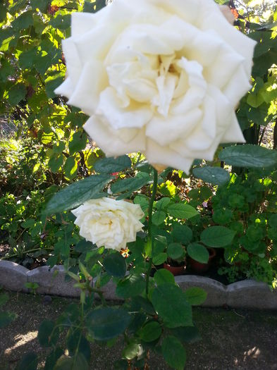20141001_094544 - trandafirii mei