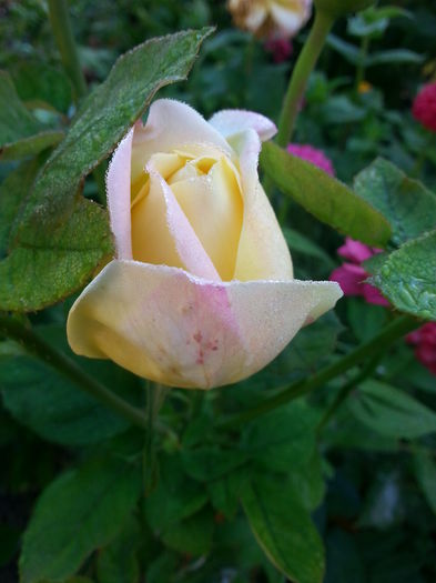 20141001_095254 - trandafirii mei