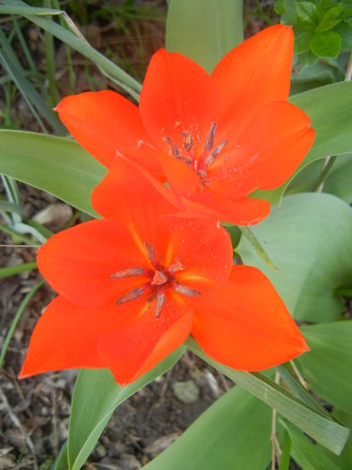Tulipa Praestans Fusilier (2014, April 01) Tulipa Praestans Fusilier (2014, April 01)