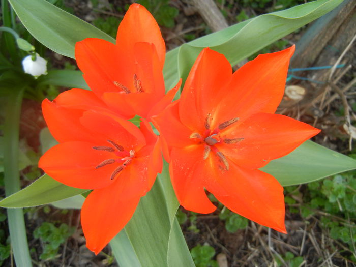 Tulipa Praestans Fusilier (2014, April 01) Tulipa Praestans Fusilier (2014, April 01)