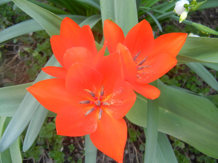 Tulipa Praestans Fusilier (2014, April 01) Tulipa Praestans Fusilier (2014, April 01)