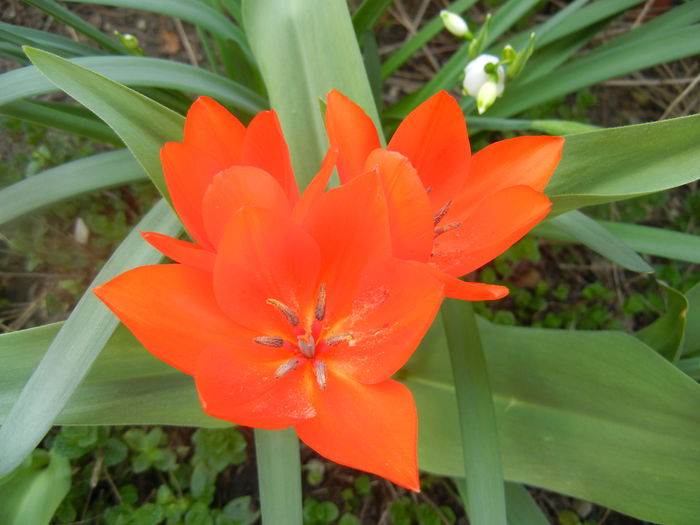 Tulipa Praestans Fusilier (2014, April 01) Tulipa Praestans Fusilier (2014, April 01)