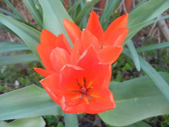 Tulipa Praestans Fusilier (2014, April 03) Tulipa Praestans Fusilier (2014, April 03)