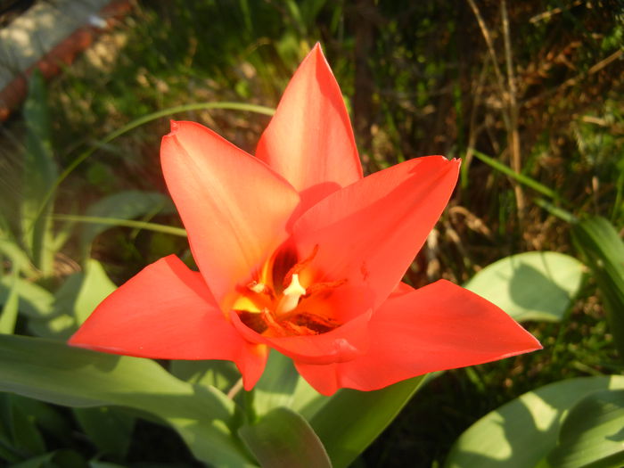 Tulipa Toronto (2014, March 29)