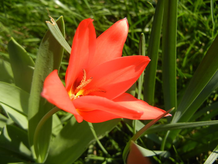 Tulipa Toronto (2014, March 30)