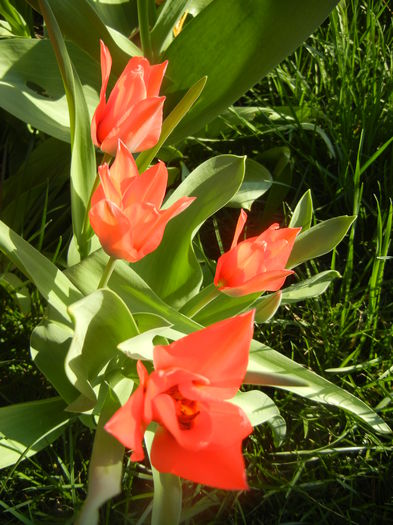 Tulipa Toronto (2014, March 30)