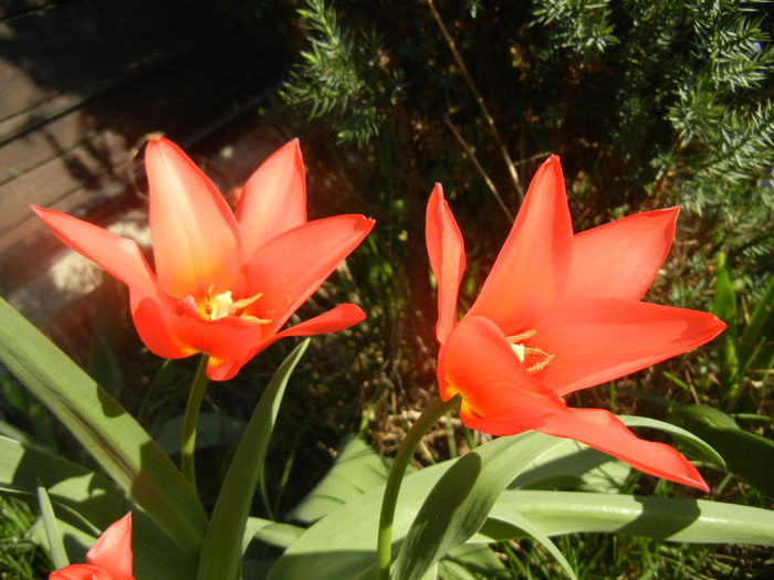 Tulipa Toronto (2014, March 30)
