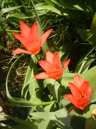 Tulipa Toronto (2014, March 30)