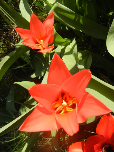 Tulipa Toronto (2014, March 30)