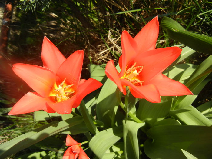 Tulipa Toronto (2014, March 30)