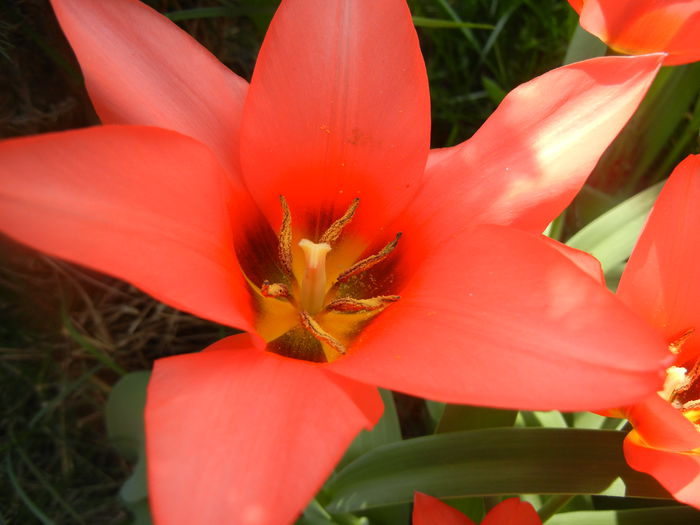 Tulipa Toronto (2014, April 01)