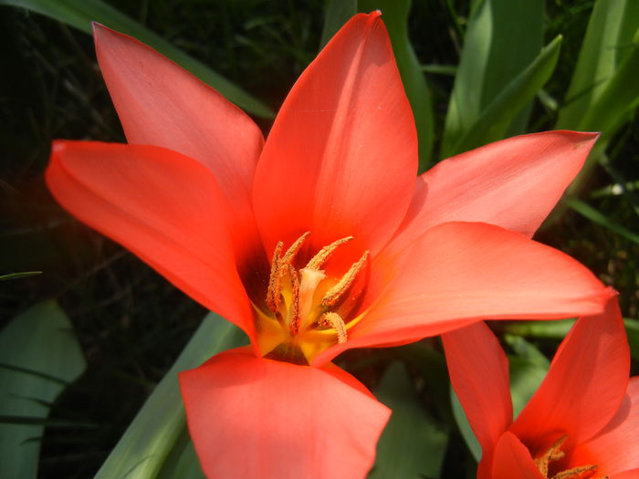 Tulipa Toronto (2014, April 01)
