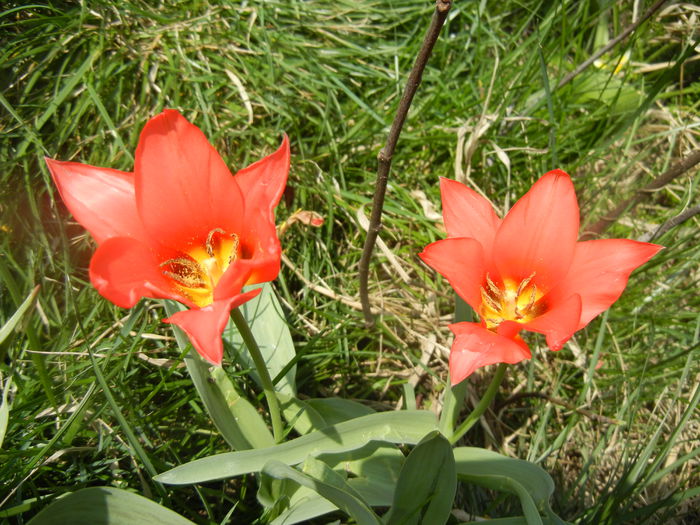 Tulipa Toronto (2014, April 01)