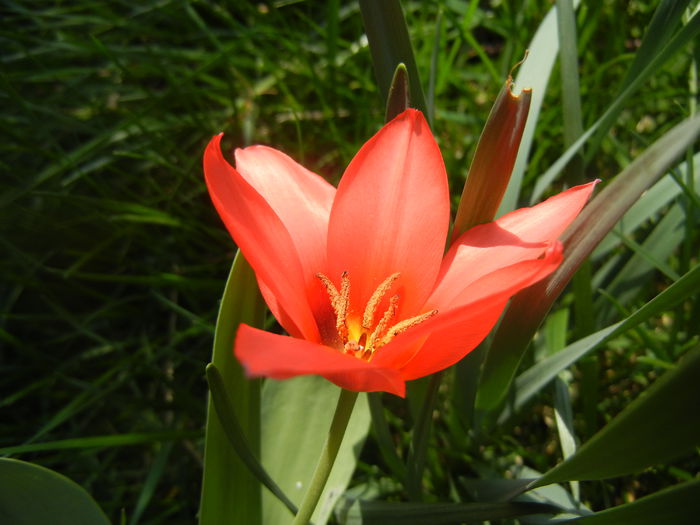 Tulipa Toronto (2014, April 01)