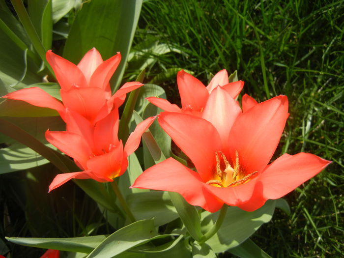 Tulipa Toronto (2014, April 01)