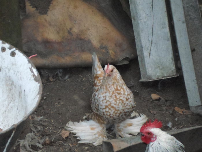 Miideflori galben bobat cu alb - K - Mii de flori 2014