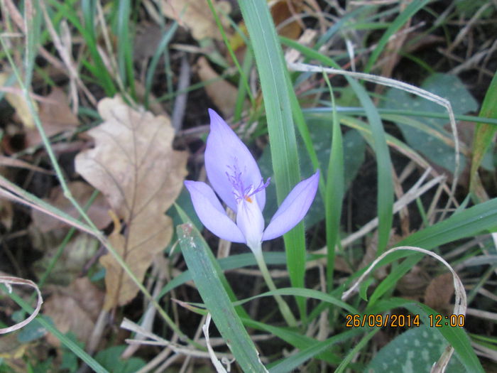 IMG_8690 - Culorile padurii