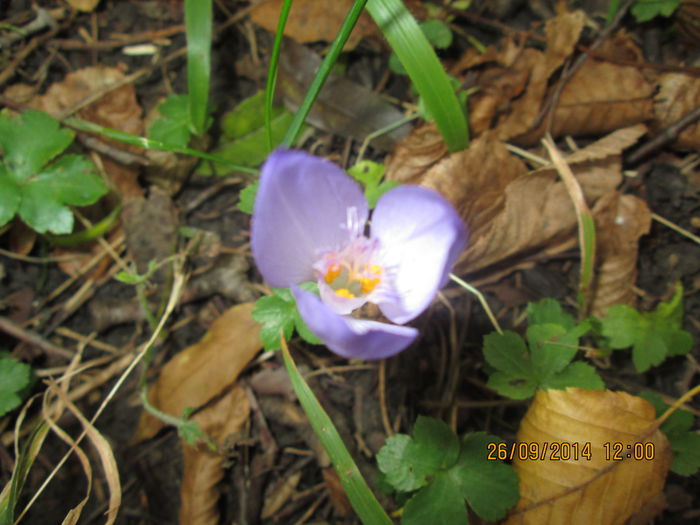 IMG_8691 - Culorile padurii