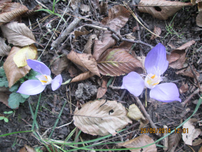 IMG_8693 - Culorile padurii