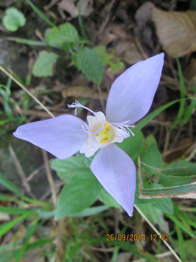 IMG_8694 - Culorile padurii