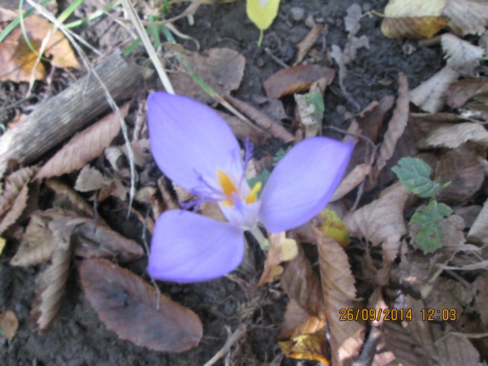 IMG_8695 - Culorile padurii