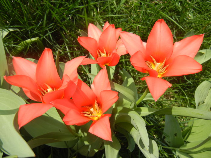 Tulipa Toronto (2014, April 01)