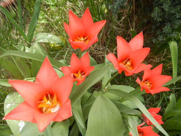 Tulipa Toronto (2014, April 03)