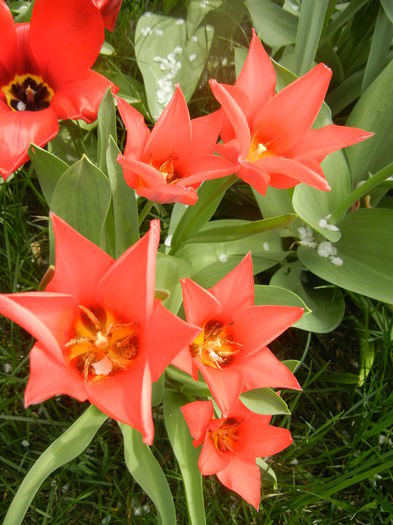 Tulipa Toronto (2014, April 03)