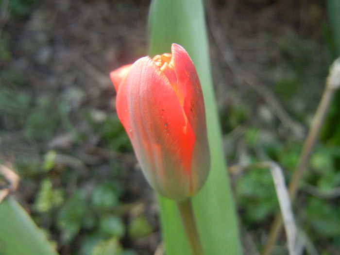 Tulipa Showwinner (2014, March 19)