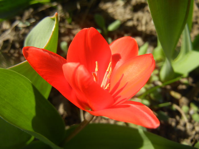 Tulipa Showwinner (2014, March 20)