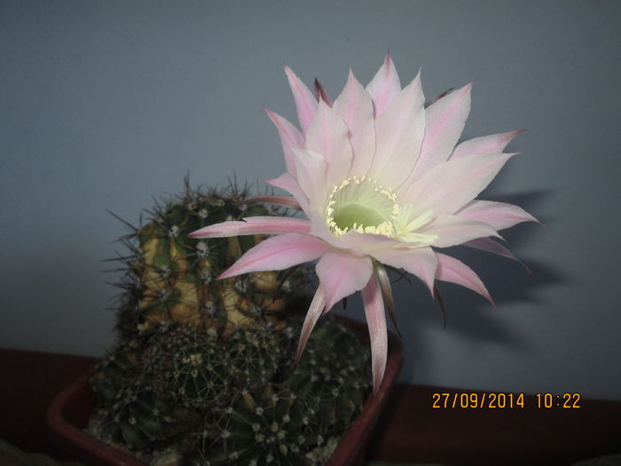 IMG_8712 - Florile mele in septembrie 2014