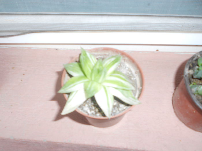 haworthia cymbiformis variegata 10 ron - NOUTATI