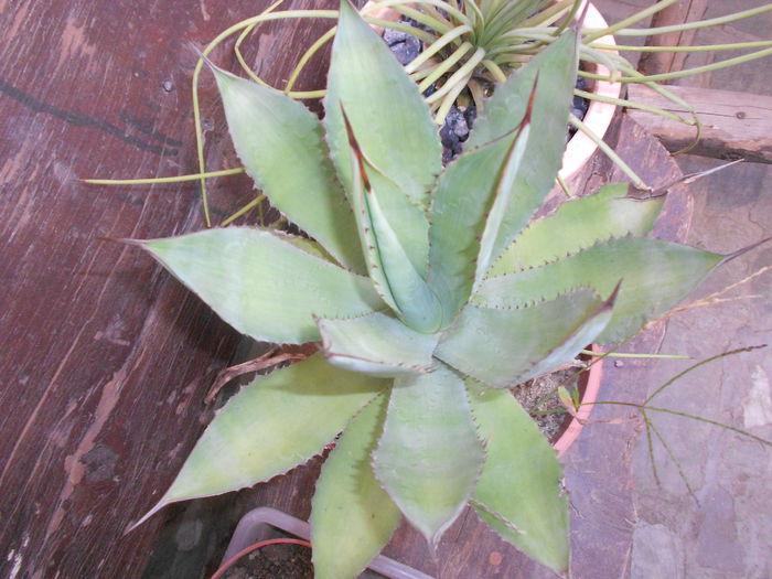 agave ovatifolia 40 stoc limitat!!! - NOUTATI