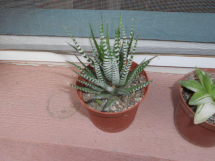 haworthia limifolia 10 ron - NOUTATI