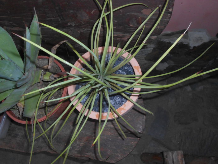 agave stricta 60 ron - NOUTATI