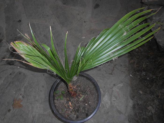 washingtonia filifera 25 ron,planta de 3 ani - NOUTATI