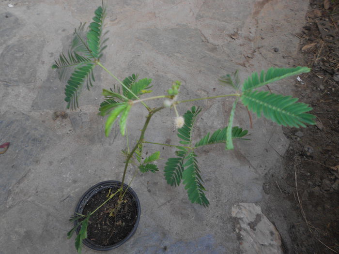 mimoza pudica 6 ron; este planta senzitiva la atingere,inchizandu-si frunzele cand este atinsa!
