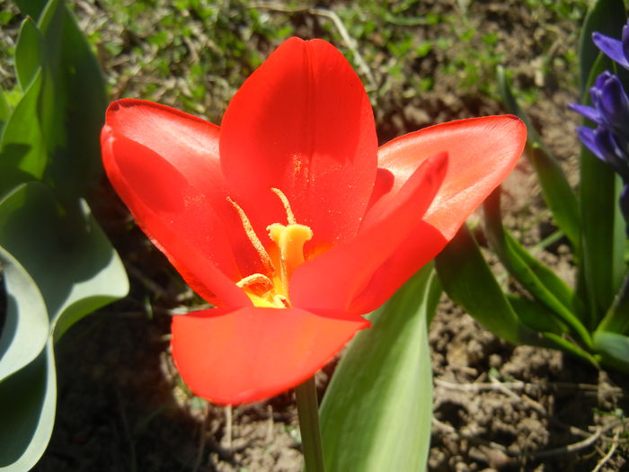 Tulipa Showwinner (2014, March 22)