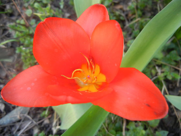 Tulipa Showwinner (2014, March 23)