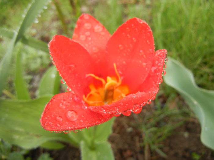 Tulipa Showwinner (2014, March 24)